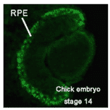 Immunohistochemical staining of Mitf in chick embrio at stage 14. 