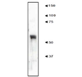 Western blot of tissue extract of mouse cerebral cortex with anti-nucleobinding 2 antibody (NET1). 