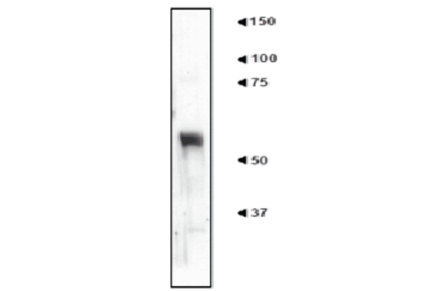Western blot of tissue extract of mouse cerebral cortex with anti-nucleobinding 2 antibody (NET1). 