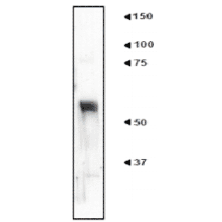 Western blot of tissue extract of mouse cerebral cortex with anti-nucleobinding 2 antibody (NET1). 