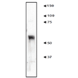 Western blot of tissue extract of mouse cerebral cortex with anti-nucleobinding 2 antibody (NET1). 