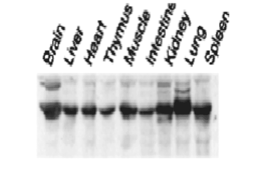 Expression of Nucleobindin-2 in various tissues as examined by western blotting. 