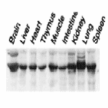 Expression of Nucleobindin-2 in various tissues as examined by western blotting. 