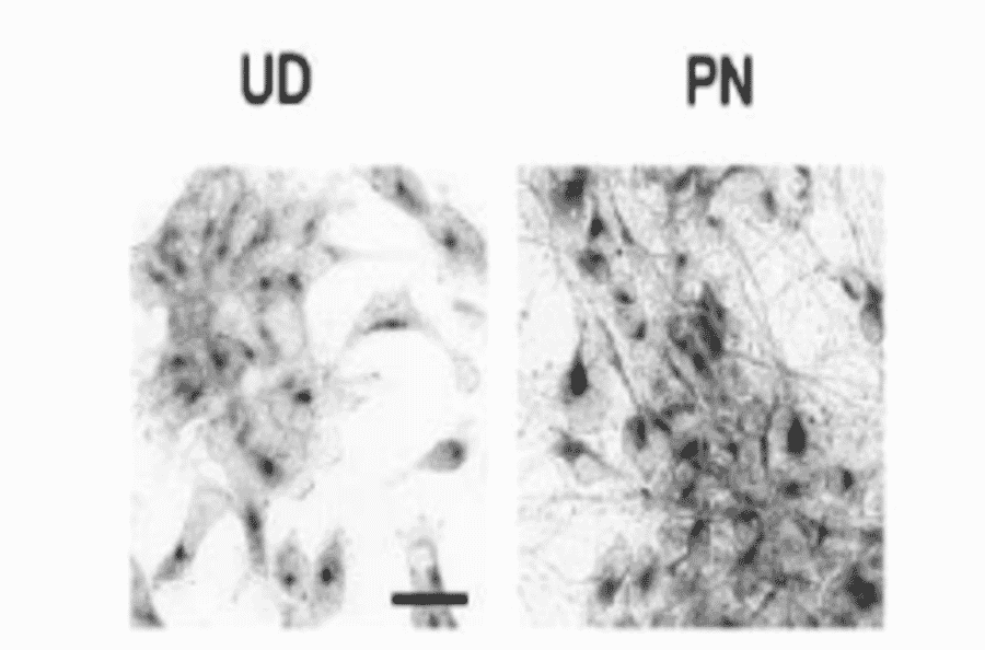 Immunocytochemistry for endogenous nucleobindin 2