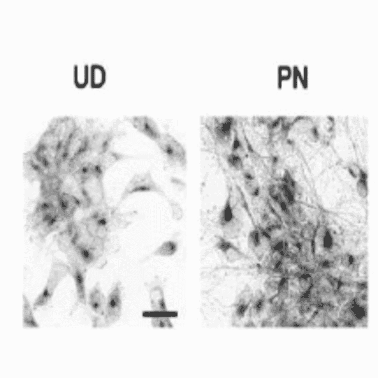 Immunocytochemistry for endogenous nucleobindin 2