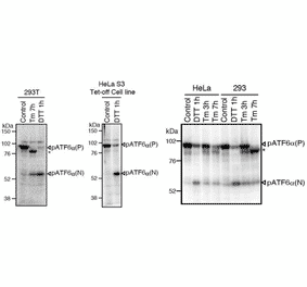 Western blot analysis of human cell extracts using this antibody: Conversion of pATF6?(P) to pATF6?(N) in DTT- or tunicamycin-treated cells.