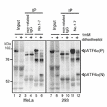 IP-Western blot analysis of human cell extracts using this antibody.
