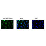 Immunofluorescence staining of ATF6 in HeLa cells by using anti-ATF6 antibody.