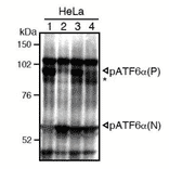 Western blot analysis of human cell extracts using this antibody: Conversion of pATF6?(P) to pATF6?(N) in DTT- or tunicamycin-treated cells.