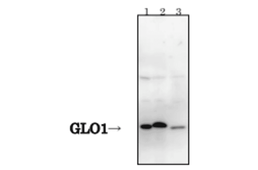 Detection of GLO1 protein by Western blotting with antibody 6F10.