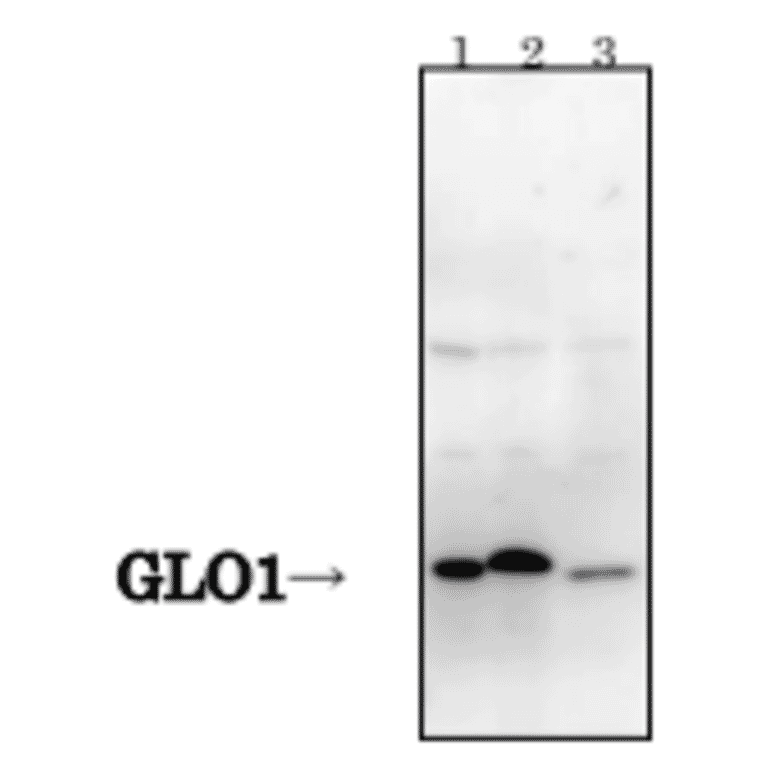 Detection of GLO1 protein by Western blotting with antibody 6F10.