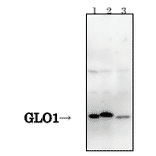 Detection of GLO1 protein by Western blotting with antibody 6F10.