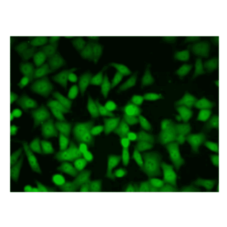 Immunofluorescent staining of HeLa cells with antibody 6F10.