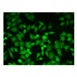 Immunofluorescent staining of HeLa cells with antibody 6F10.