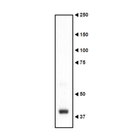 Western blotting of Necdin in the crude extract of mouse embryo.