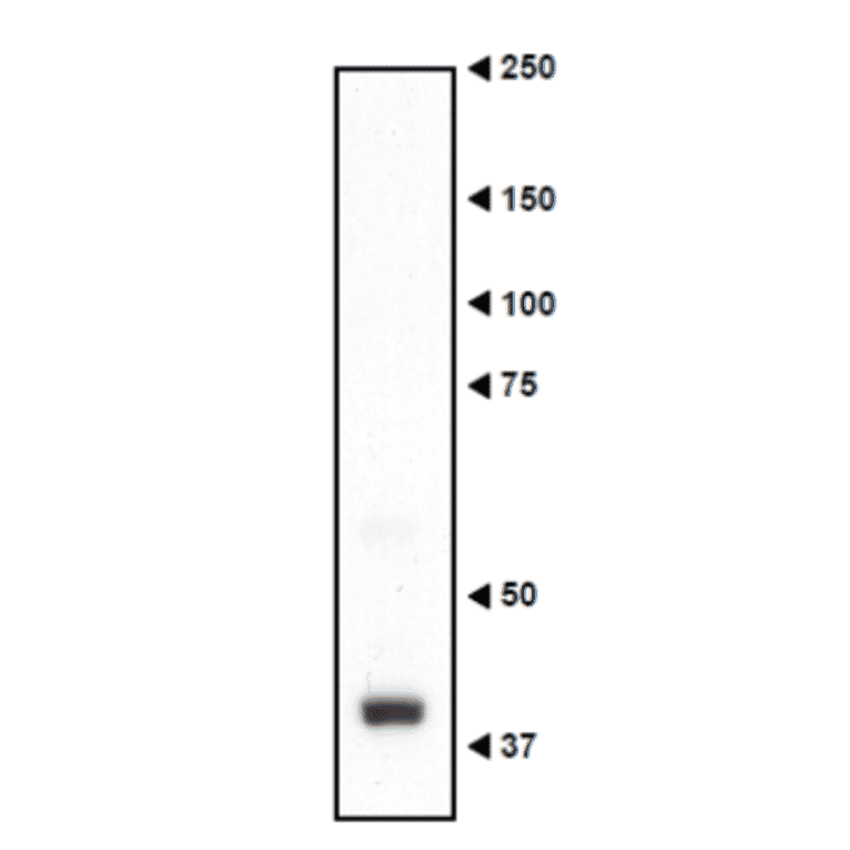 Western blotting of Necdin in the crude extract of mouse embryo.