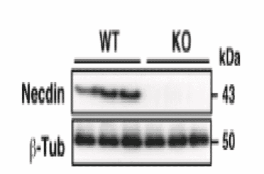 Validation of the anti-necdin antibody with knock-out mice.