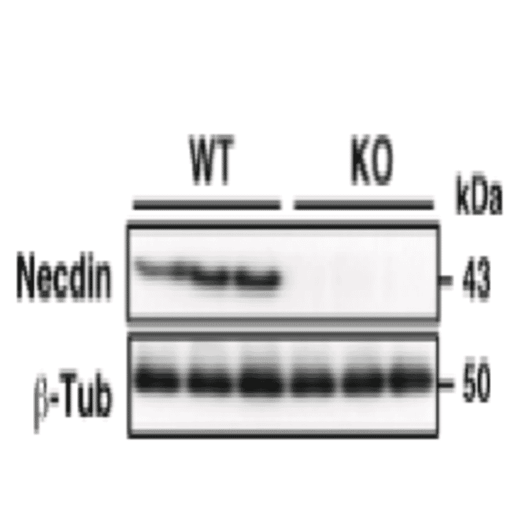 Validation of the anti-necdin antibody with knock-out mice.