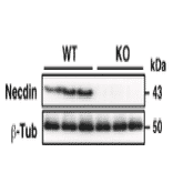 Validation of the anti-necdin antibody with knock-out mice.