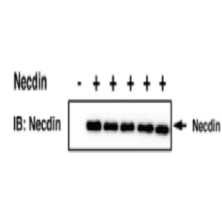 Immunoprecipitation of necdin