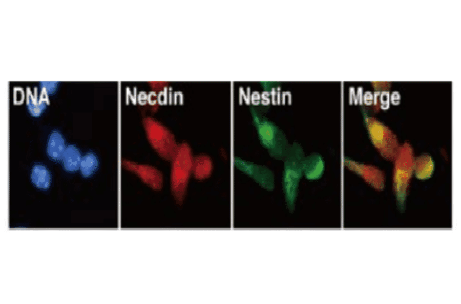 Fig 4. Immunofluorescence staining of necdin.