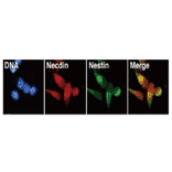 Fig 4. Immunofluorescence staining of necdin.