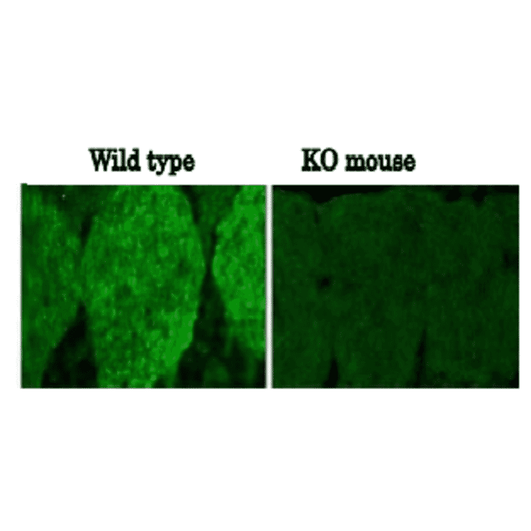 Immunohistochemistry of necdin : Validation of anti-necdin antibody (NC243) with KO-mouse.