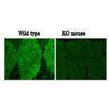 Immunohistochemistry of necdin : Validation of anti-necdin antibody (NC243) with KO-mouse.