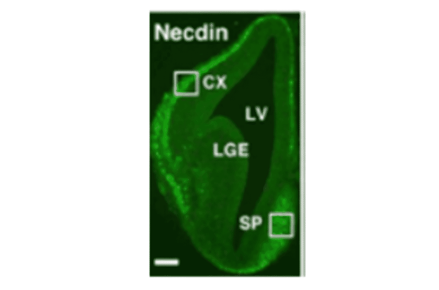 Immunohistochemical staining of necdin in mouse forebrain