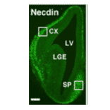 Immunohistochemical staining of necdin in mouse forebrain