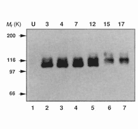 Endogenous expression of APP in mouse P19 cells during neural differentiation was analyzed by Western blotting using this antibody (ref.2).