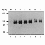 Endogenous expression of APP in mouse P19 cells during neural differentiation was analyzed by Western blotting using this antibody (ref.2).
