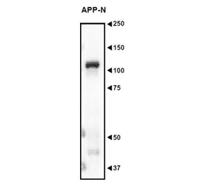 Western blot analysis of Amyloid Precursor Protein in the crude extract of mouse embryo with anti-APP N-teminua antibody (AN2).