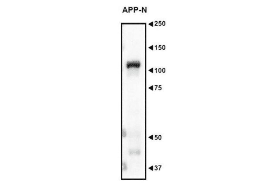 Western blot analysis of Amyloid Precursor Protein in the crude extract of mouse embryo with anti-APP N-teminua antibody (AN2).