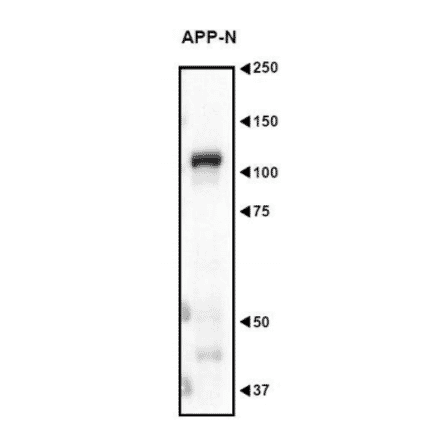 Western blot analysis of Amyloid Precursor Protein in the crude extract of mouse embryo with anti-APP N-teminua antibody (AN2).