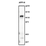 Western blot analysis of Amyloid Precursor Protein in the crude extract of mouse embryo with anti-APP N-teminua antibody (AN2).