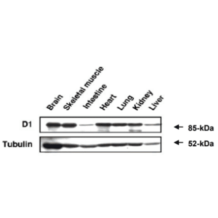 Western blot analysis of MAGE-D1 expression in various organs in mouse embrio.