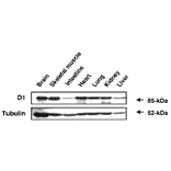 Western blot analysis of MAGE-D1 expression in various organs in mouse embrio.