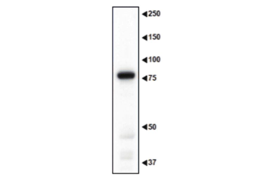 Western blotting of MAGE-D1 in the crude extract of mouse embryo.