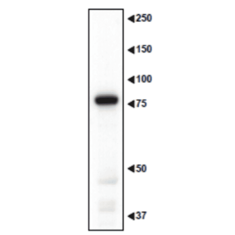 Western blotting of MAGE-D1 in the crude extract of mouse embryo.