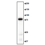 Western blotting of MAGE-D1 in the crude extract of mouse embryo.