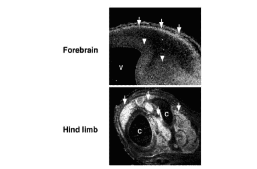 Immunohistochemistry for MAGE-D1 in mouse embroys