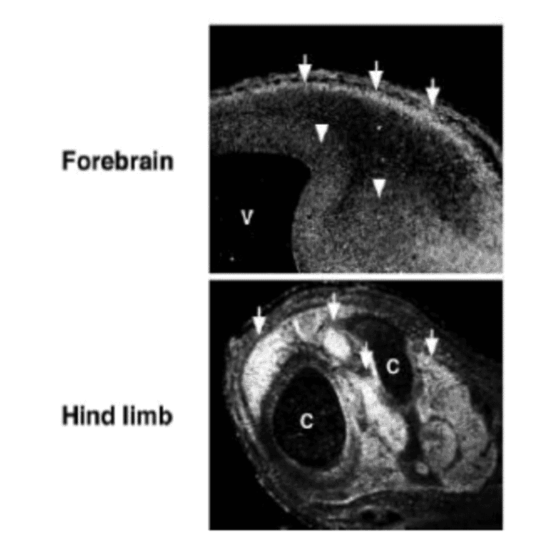 Immunohistochemistry for MAGE-D1 in mouse embroys
