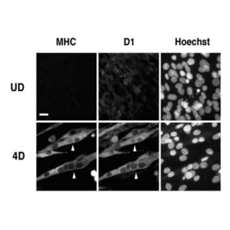Immunocytochemistry using this antibody .