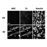 Immunocytochemistry using this antibody .
