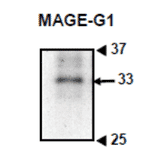 Western blotting of crude extract of mouse embryonic cells with anti-MAGE-G1 antibody (MG1).