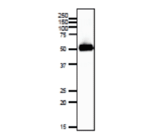 Western blotting of SLC2A3 protein in mouse sperm.