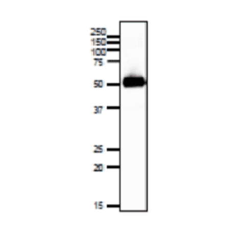 Western blotting of SLC2A3 protein in mouse sperm.