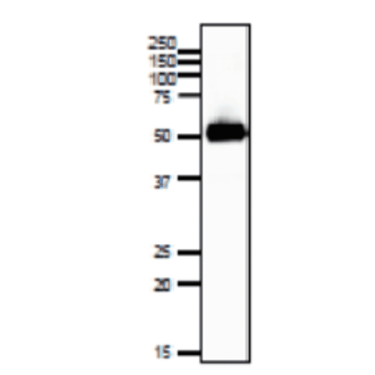 Western blotting of SLC2A3 protein in mouse sperm.