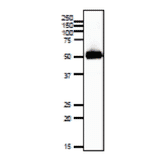 Western blotting of SLC2A3 protein in mouse sperm.
